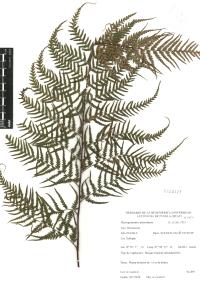 Pityrogramma calomelanos image
